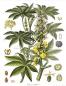 Preview: ProNatu Castor oil organic - pure - cold pressed (pharmaceutical grade Ph Eur. 6)
